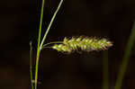 Cherokee sedge